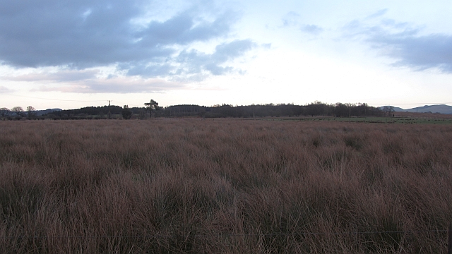 File:Rashy ground, Sheardale - geograph.org.uk - 2845331.jpg