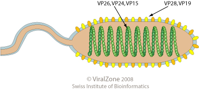 File:Nimaviridae virion.jpg