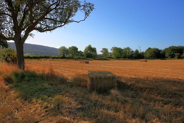 File:Field Near Trenholme Farm - geograph.org.uk - 1481362.jpg