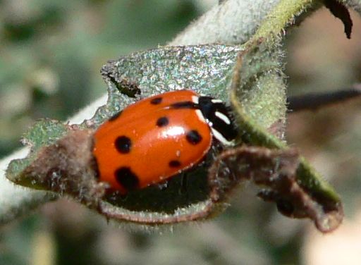 File:Hippodamia convergens 08089.JPG