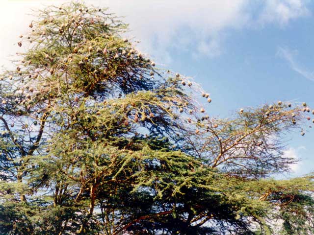 File:Webervoegel in Kenia.jpg