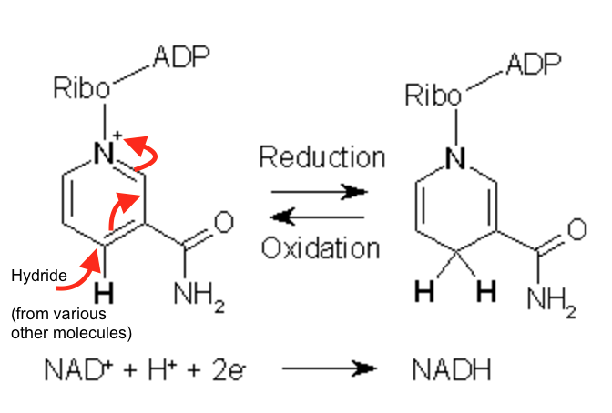 File:Nicotineamide reduction .png