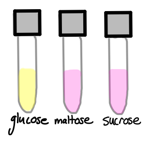 File:Carbohydrate fermentation gonorrhea.png