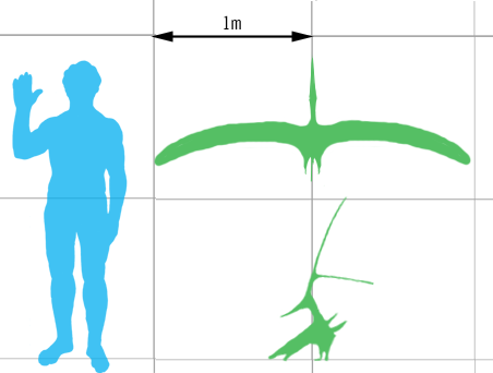 File:Nyctosaurus scale mmartyniuk.png