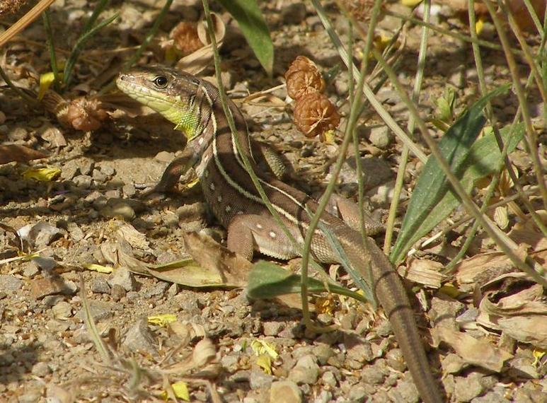 File:Lacerta Trilineata.jpg