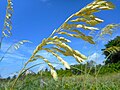 Sea Oats