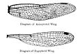 Zestawienie skrzydeł ważek: Anisoptera (u góry) i Zygoptera