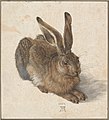 Albrecht Dürer: Hare, 1502