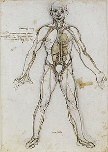 Anatomical Male Figure Showing Heart, Lungs, and Main Arteries.jpg