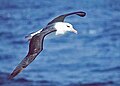 "Black-browed_albatross.jpg" by User:Amada44