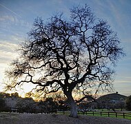 Birds nesting on Valley Oak at 1259 Hendrix Ave, Thousand Oaks, California. Tarantula Hill on the background