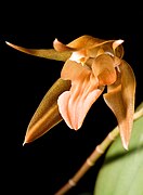 Coelogyne kinabaluensis