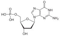 Image illustrative de l’article Désoxyguanosine monophosphate