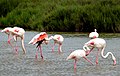 Fenicotteri nel parco Naturale Regionale di Camargue, in Provenza, Francia