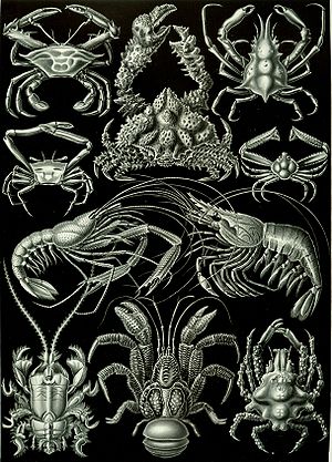 헤켈의 《자연의 예술적 형상들》 중 ‘십각목’, 1904