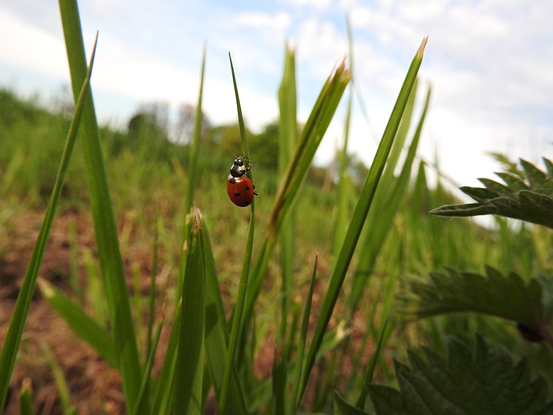 File:Ladybird (27501444193).jpg