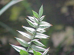 Ruscus aculeatus1.jpg