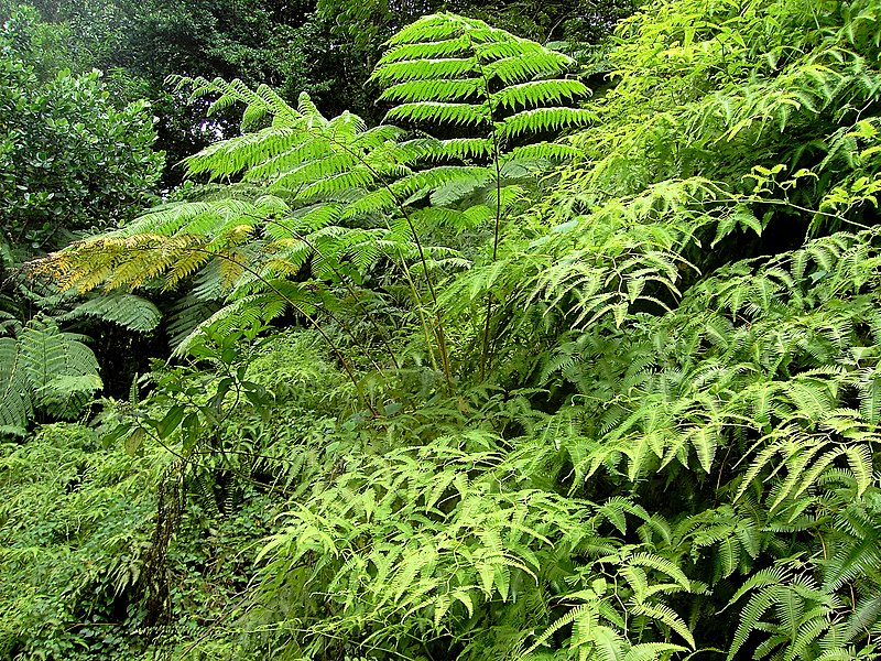 File:Rainforest ferns (Dominica).jpg