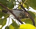 English: Bar-breasted Honeyeater (Ramsayornis fasciatus, cat.)