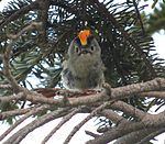 male Mount Chō, Nagano prefecture, Japan 7/8 (2014)