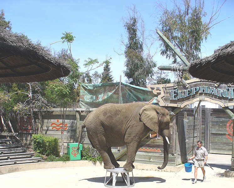 File:SIx Flags Discovery Kingdom Elephant Show.JPG