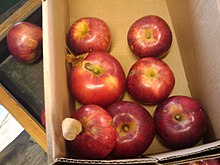 Plusieurs pommes McIntosh dans un carton.