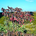 Plant with Burgundy Colored Bell-Shaped Flowers