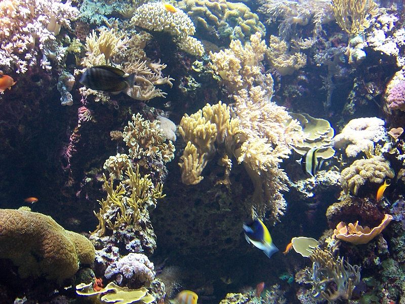 File:Oceanarium corals.JPG