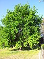 Australian Oak Spring Leaves