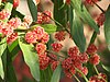 red spherical flowerheads against a backdrop of green leaves