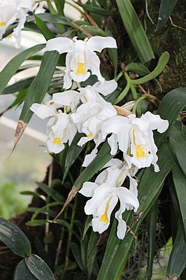 Целогина гребенчатая (Coelogyne cristata)