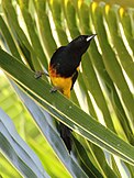 Black-cowled oriole