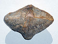 The Carboniferous brachiopod Neospirifer condor from Bolivia. The specimen is 7 cm across.