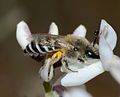 Lebah betina (Colletes sp.) mengumpulkan nektar dari bunga Retama raetam, Holot Mash'abim, Negev Utara, Israel