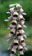 Digitalis ferruginea