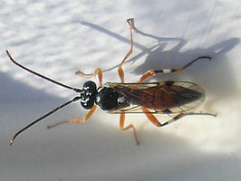 Diplazontinae