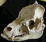 Skull