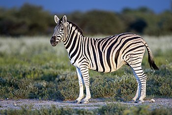 Burchell's zebra