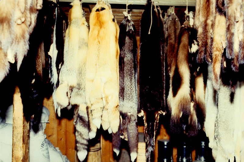 File:FURS STORED AT FORT ST. JAMES N.H.S., BRITISH COLUMBIA.jpg