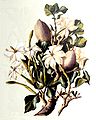 Illustration der Wald-Gardenie (Gardenia thunbergia)