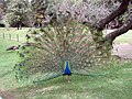 Pavão (Pavo cristatus). Uma conhecida técnica de sedução consiste em imitar o comportamento do pavão, ou seja, se vestir de modo chamativo para chamar a atenção do parceiro desejado[37]