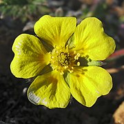 Potentilla hookeriana