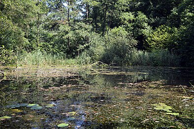 Beek Bovenste Plasmolen