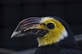 Sulawesi hornbill