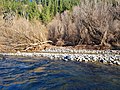 Wairiri Stream entering the Selwyn River - Glentunnel, NZ. June 2021