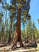 Tunnel tree at Yosemite National Park in May 2022