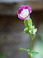 Torenia fournieri