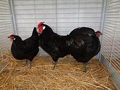 Trio poule d'alsace noir GR.jpg