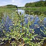 Rode waterereprijs (Veronica catenata)