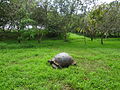 Galapagos tortoise